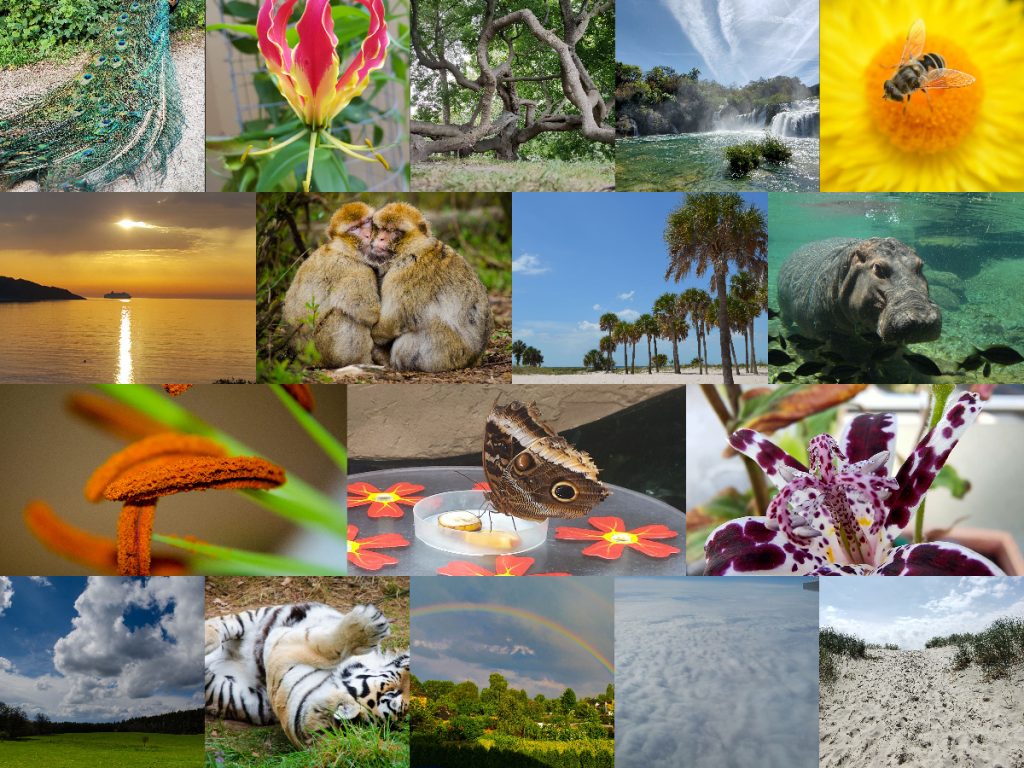 naturbilder-collage